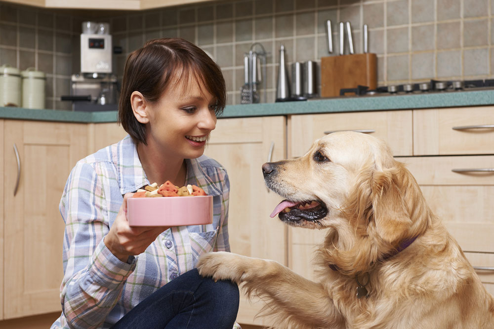Identifying Food Allergies in Pets