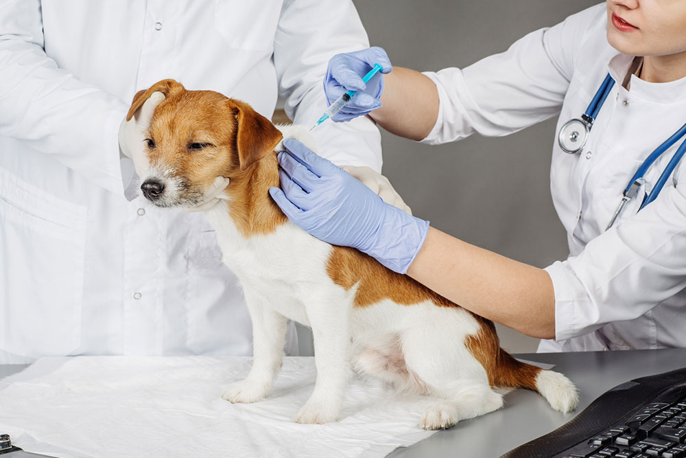 Should I Invest in Pet Insurance