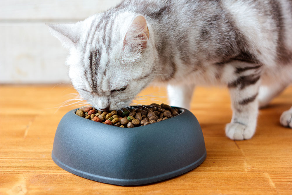 The best pet meds to get rid of fleas in cats