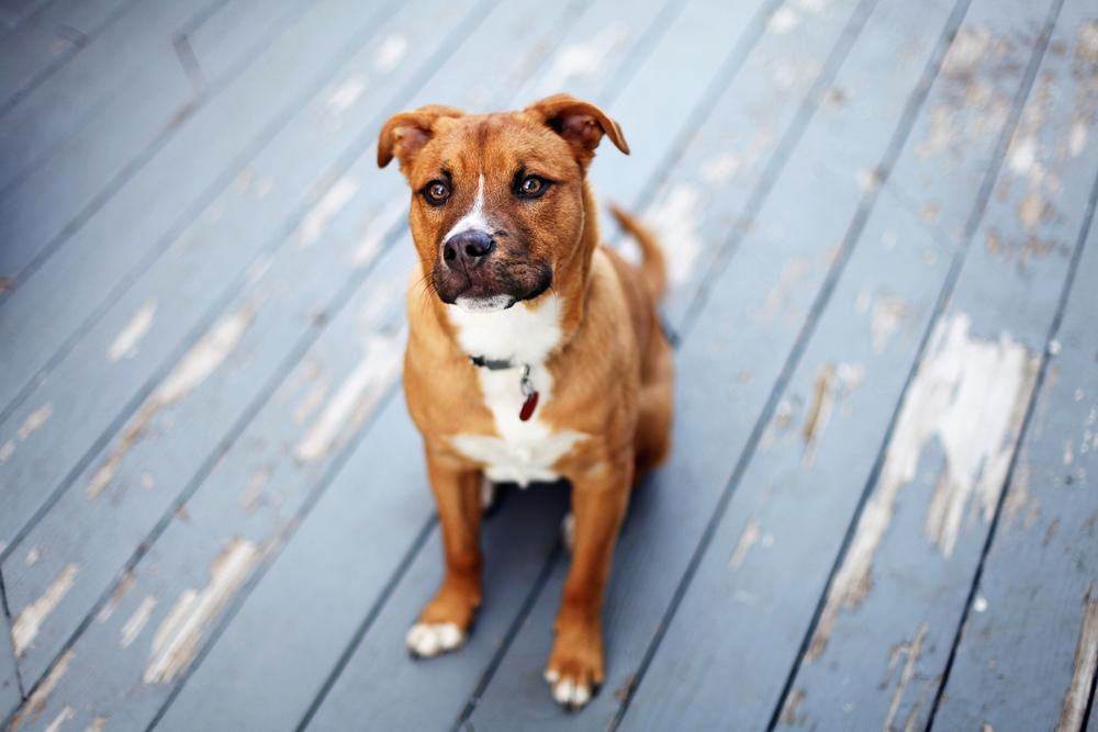 The best pet meds suitable for dogs