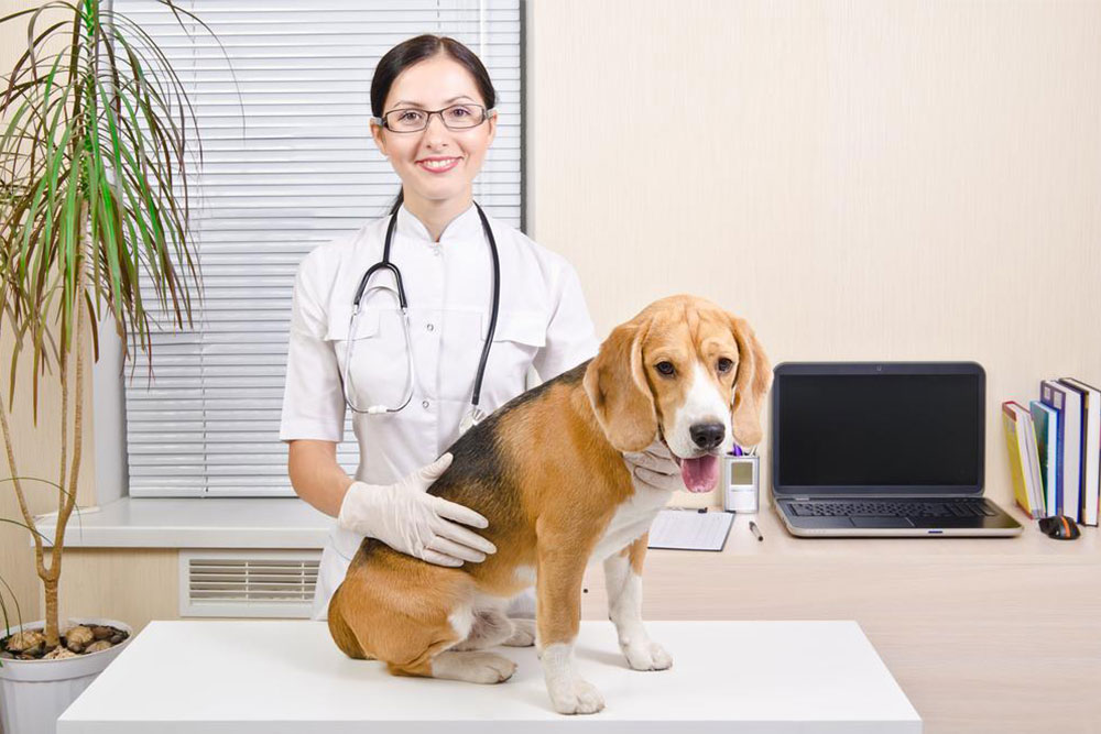 Ways to save money on pet medications
